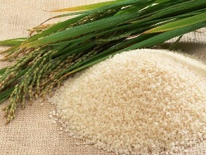 品农家大米生米放到口中咀嚼有一种清淡的糊香味。煮熟的米饭筋糯宜口、醇厚略甜、香味馥郁。