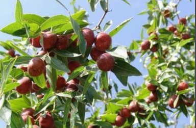 红枣，又名大枣，属于被子植物门，双子叶植物纲、鼠李目、鼠李科、枣属的植物。
它的维生素含量非常高，有“天然维生素丸”的美誉，具有滋阴补阳的功效。