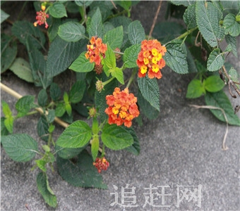在黑龙江省方正县城东的炮台山下，有一座国际性园林，那就是**惟一的一座“中日友好园林”。中日友好园林的前身是“方正地区日本人公墓”，是敬爱的周总理批准，于一九六三年兴建的。