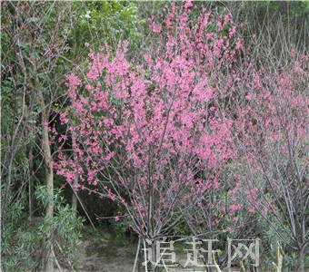 那木斯莱又叫“那木斯莲矮”，蒙语意为“开莲花的泡子”。它位于彰武县四合城乡境内，是辽宁省彰武县那木斯莱莲花泡自然保护区核心部位。