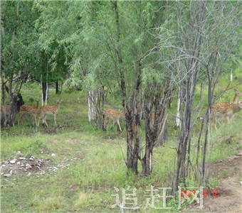 一马树森林公园是省级森林公园，属于双辽市实验林场，距市区10公里，交通便利。