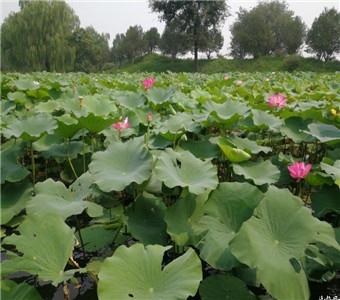 蒙阴县城东15公里有闻名**的云蒙湖，它占地4200公项，蓄水7.82亿立方米，坝高29.8米，坝长1665米，流域面积160公顷，灌溉面积10.7万公顷。