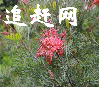 御园欢乐谷位于东海县的李埝林场、距离东海县城28km、郯城县城30km、是连云港西部的一颗绿色明珠，是**级森林公园，素有“绿色明珠”、“天然氧吧”之美誉。