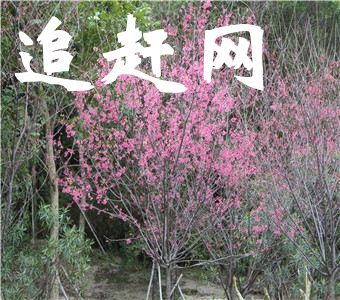 亳州板桥集战斗纪念馆·雪枫公园
