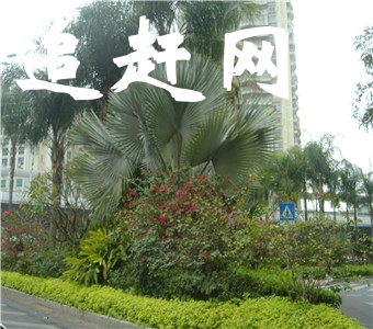 湛江南亚热带作物植物园