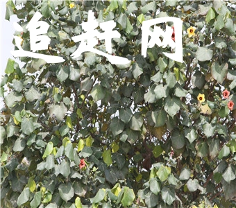 “人工天河--红旗渠”是人类“改造自然，利用自然”的**的一大杰作；是新中国林州人民勤劳与智慧的结晶。