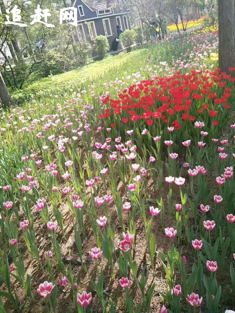 中科院武汉植物园始建于1956年，位于武昌东湖之滨，磨山南麓，**4A级景区，始建于1956年，占地70公顷，各类植物8000余种