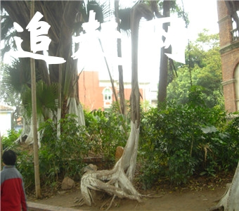在正阳县的正阳公园东侧有一个古佛文化园，别看它刚建不久，可是它的名气却早已飘洋过海。