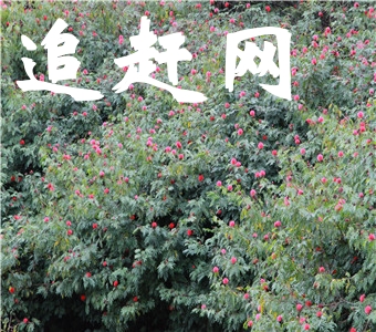 会宁红**会师纪念地位于中国甘肃省中部的会宁县古城，它是历代为兵家必争的重地。