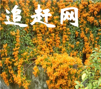 中国·丹霞谷旅游度假区，位于贵州省习水县三岔河，占地面积达80平方公里，动植物近4000种，**动植物1600多种。