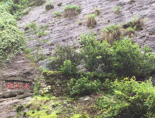 大红袍景区的名字源于景区内的大红袍母树，大红袍是武夷岩茶中的状元，它生长在武夷山北部的九龙窠中，目前的大红袍母树仅剩几株，**为名贵。