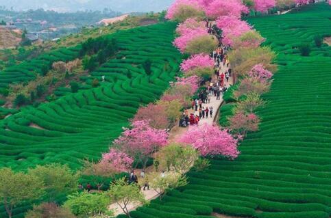 永福茶园的樱花，一般在每年的春节前后开放，还会举办一年一度的樱花节，吸引八方游客前往参观。