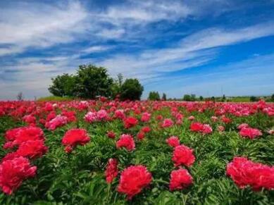 长白山牡丹园位于长白山宝马古城中，牡丹园区面积137亩，是我国单片种植面积较大的植物园。