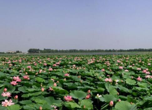 莲花湖，原名莲花泡，湖区总面种73公顷，有花面积30.5公顷，现有莲花约五百多万株，因地理环境独特天然生长莲花而得名。