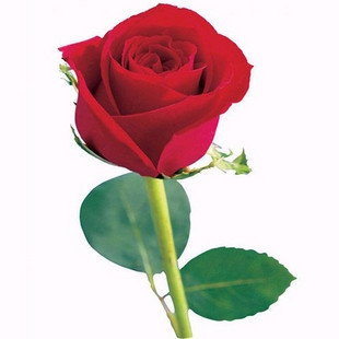 1朵红玫瑰订购 北京同城鲜花速递 西城鲜花店
