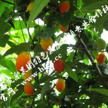 鄱阳县欢乐果园果树种植专业合作社