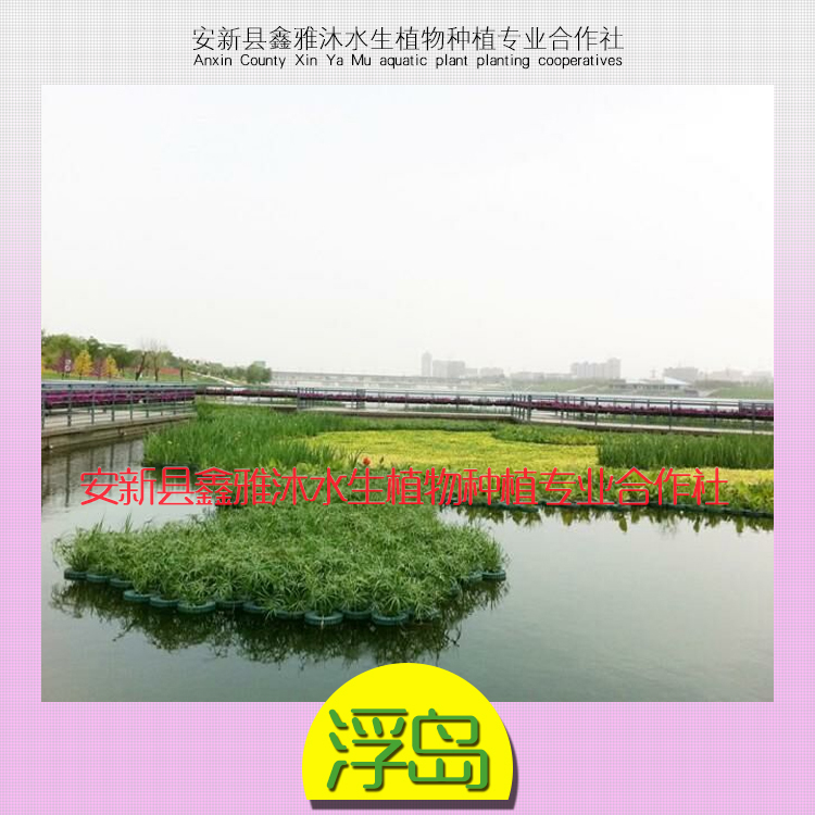 安新县鑫雅沐水生植物种植专业合作社