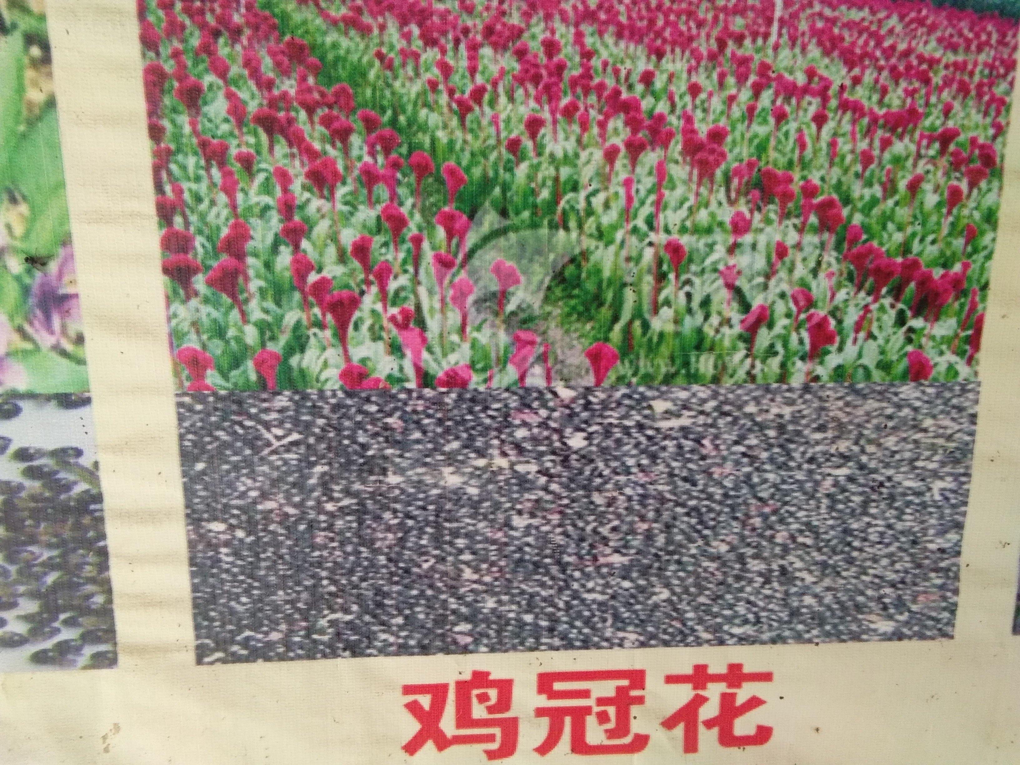 亳州市谯城区张言杰种植农民专业合作社