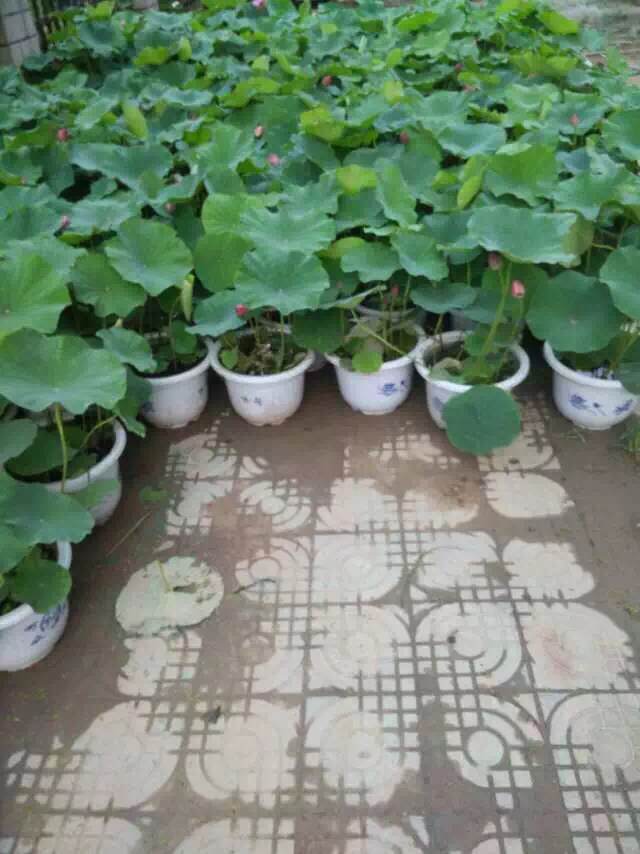 安新县玖水莲水生植物种植专业合作社