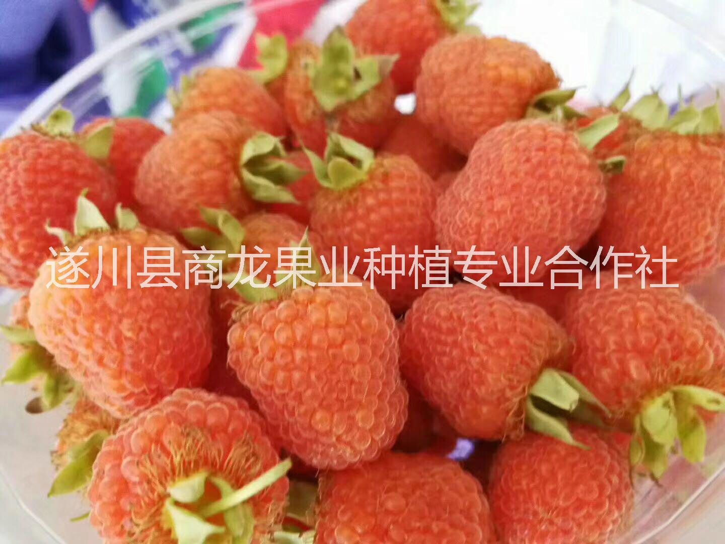 遂川县商龙果业种植专业合作社