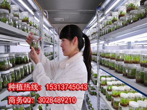 北京铁皮石斛种植基地公司