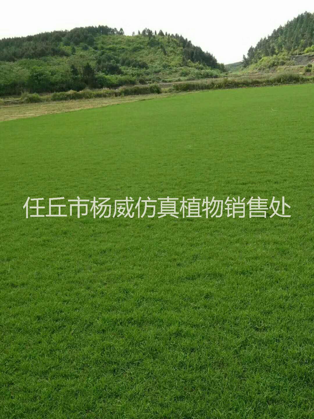郴州艺景草坪基地