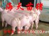 供应瘦肉型苗猪养殖