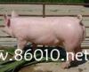 20-100斤仔猪专供