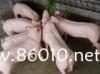 苗猪20-100斤专供