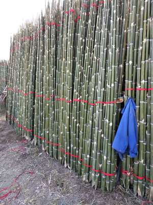 浙江湖州竹竿厂家 环卫家用扫把柄 渔业插网用竹杆