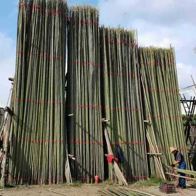 温室搭棚竹竿厂家 5米长竹秆 淡竹 皮薄肉厚韧性好长短粗细可定制