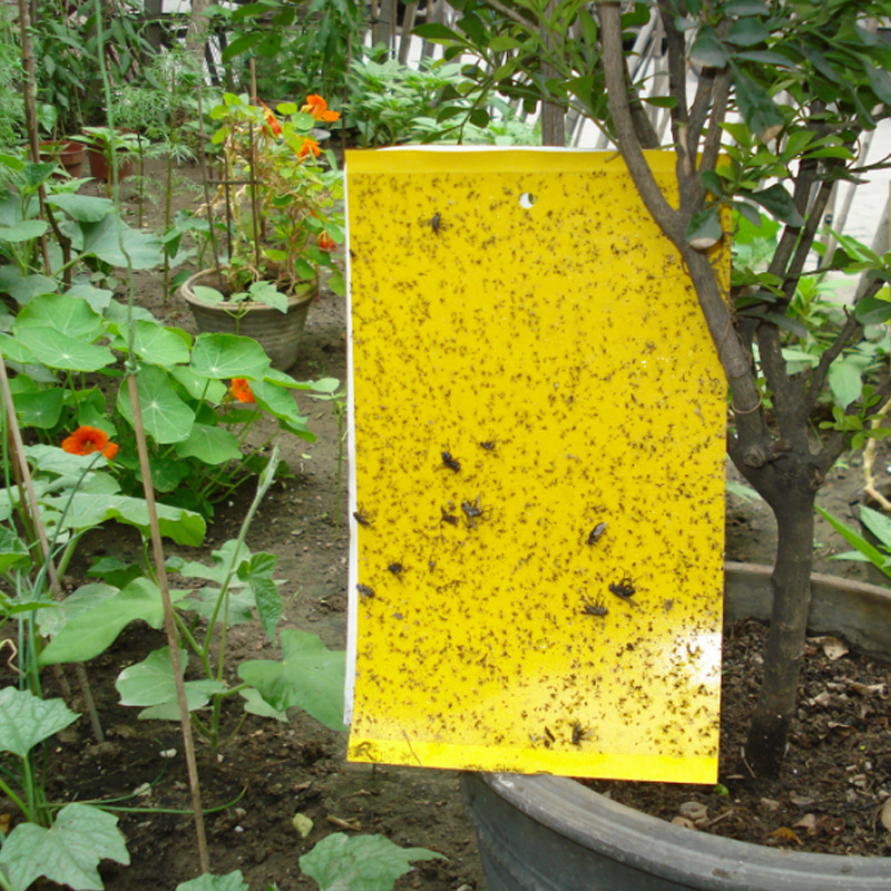 大棚专用粘虫板 温室大棚专用粘虫色胶板  黄粘虫板  PP塑料粘虫诱虫板