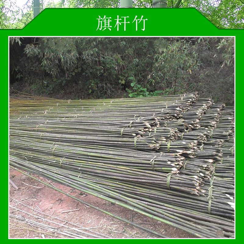 旗杆竹抵抗力外观特性蔬菜大棚用竹杆装饰用竹子价格实惠旗杆竹厂家供应