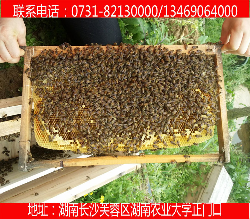 供应用于养蜂专用