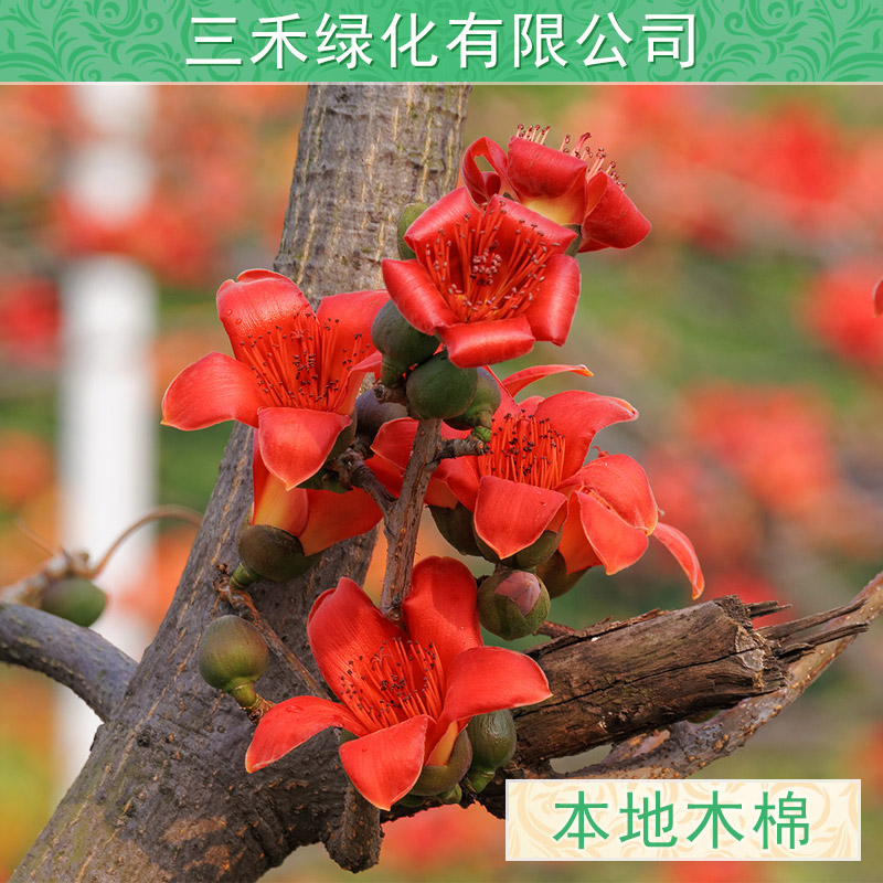 供应美丽异木棉基地哪里有大量供应各种规格大树小苗，广西柳州种植园