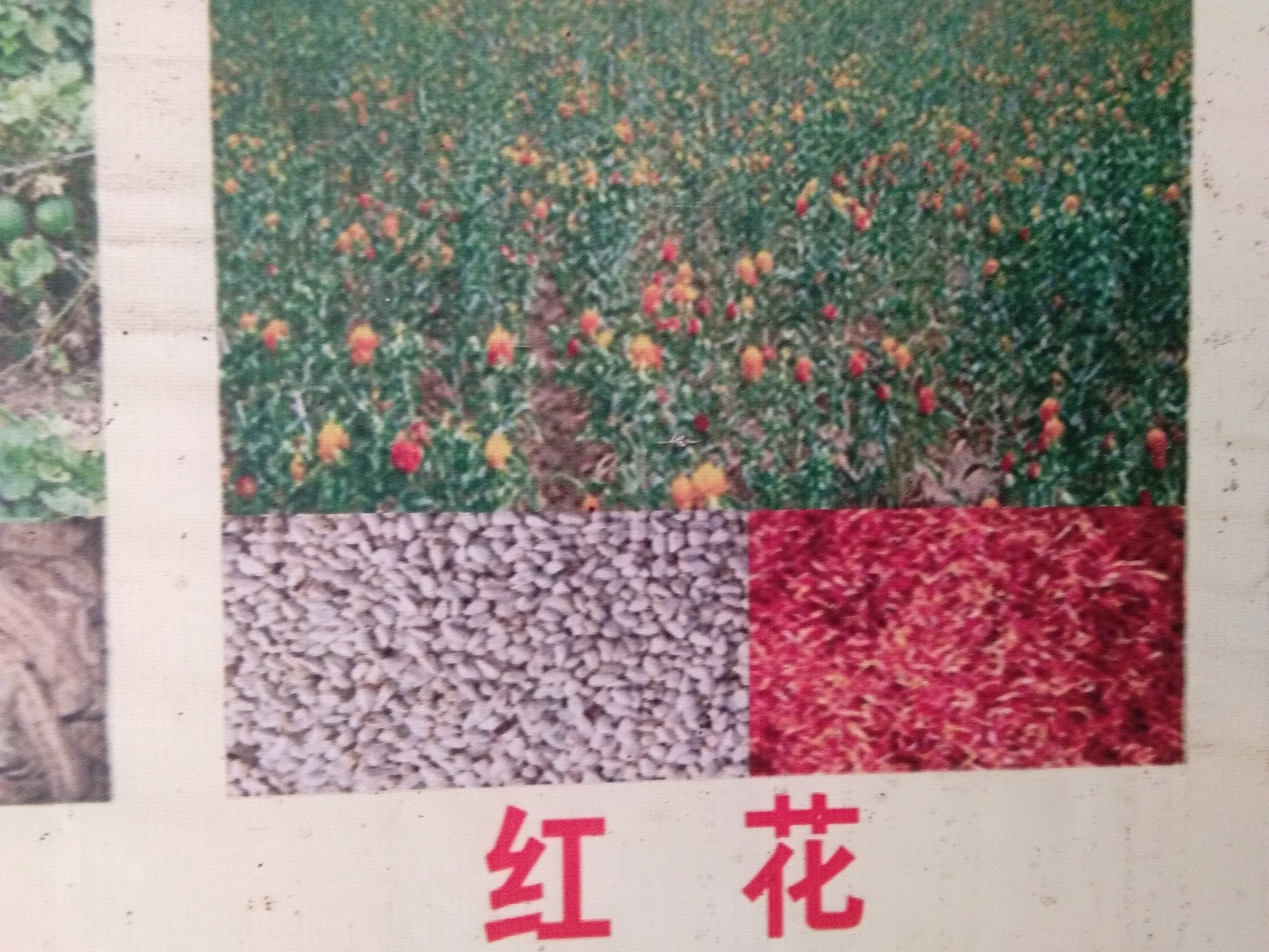 红花种子种植方法