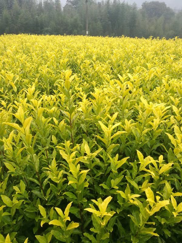 黄金芽茶苗种植技术 高存活率