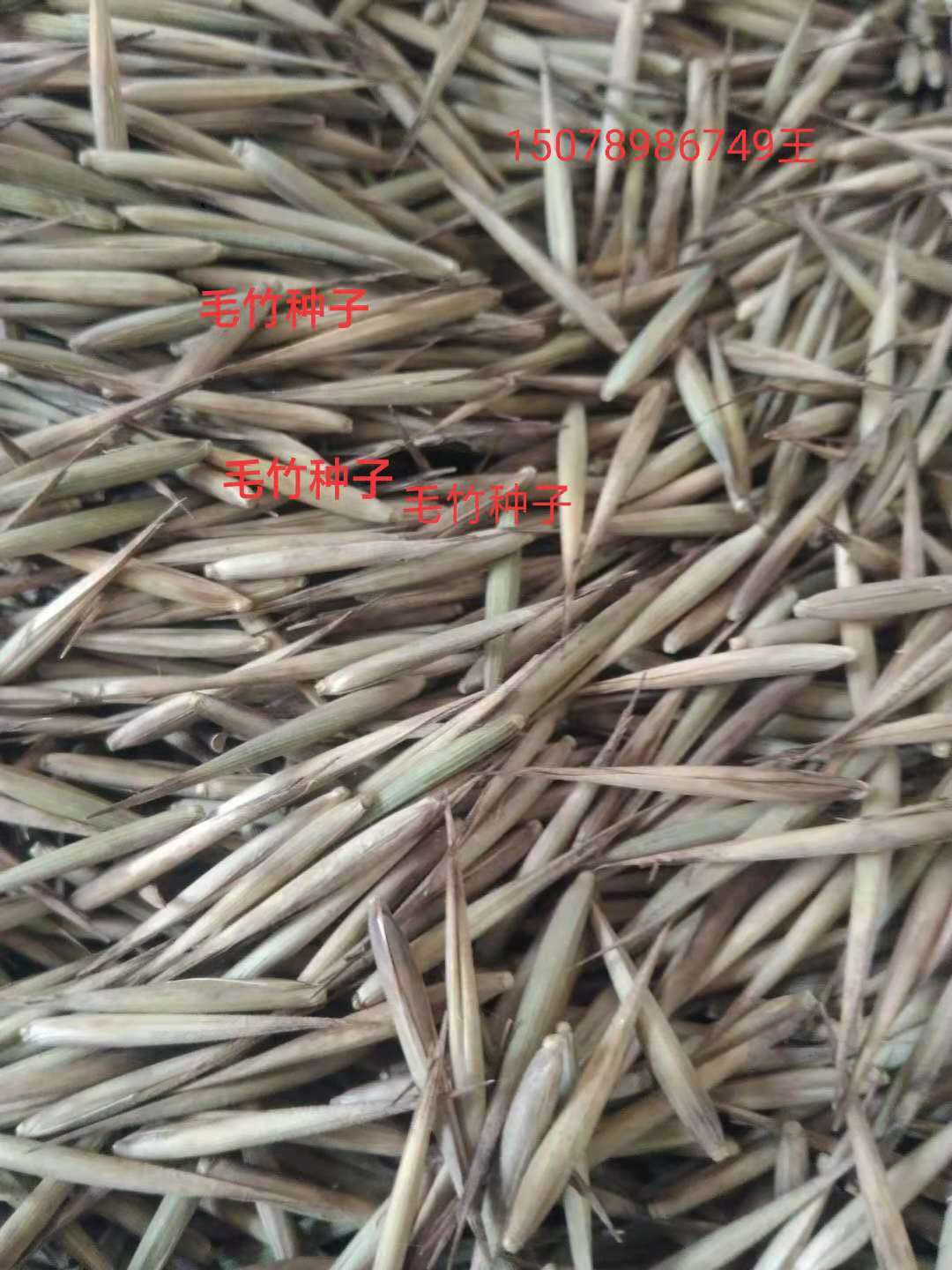 供应广西桂林毛竹种子厂家直销-优质毛竹种子基地采购报价批发价格-毛竹种子种植方法技术质量哪家好