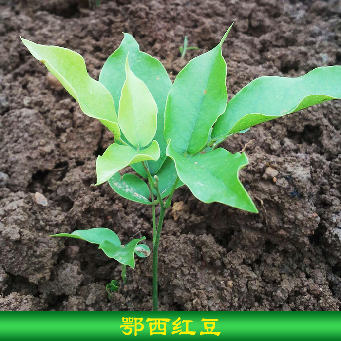 永顺芳龙花木种苗供应鄂西红豆种苗 庭园观赏树 园林绿化树种