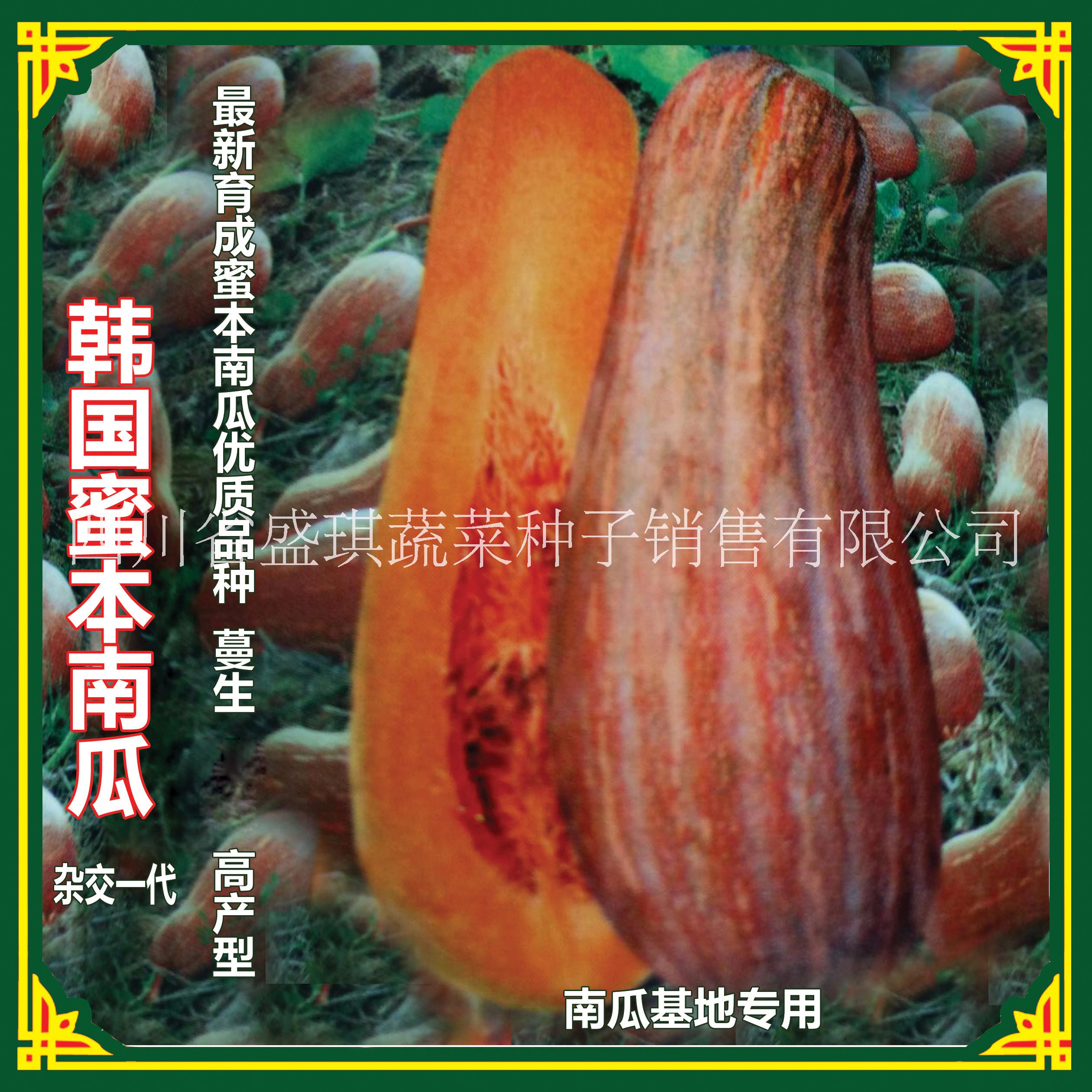 高品质韩国蜜本南瓜种子， 丰产型 ，种子公司批发