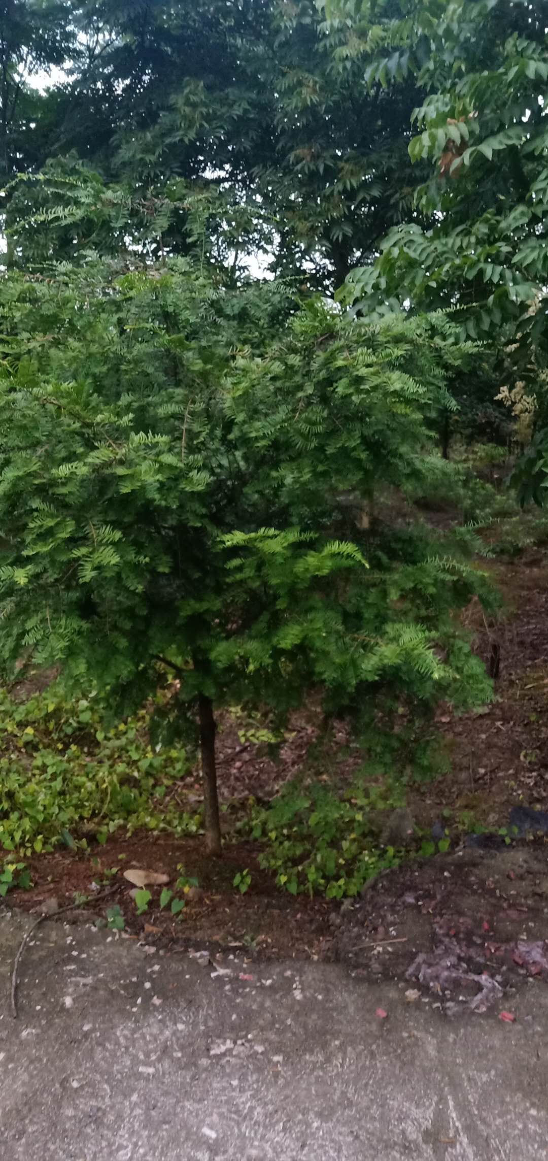 江西红豆杉种苗基