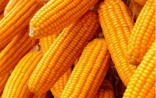 黑龙江甘南县玉米种植技术   玉米高产种子品种
