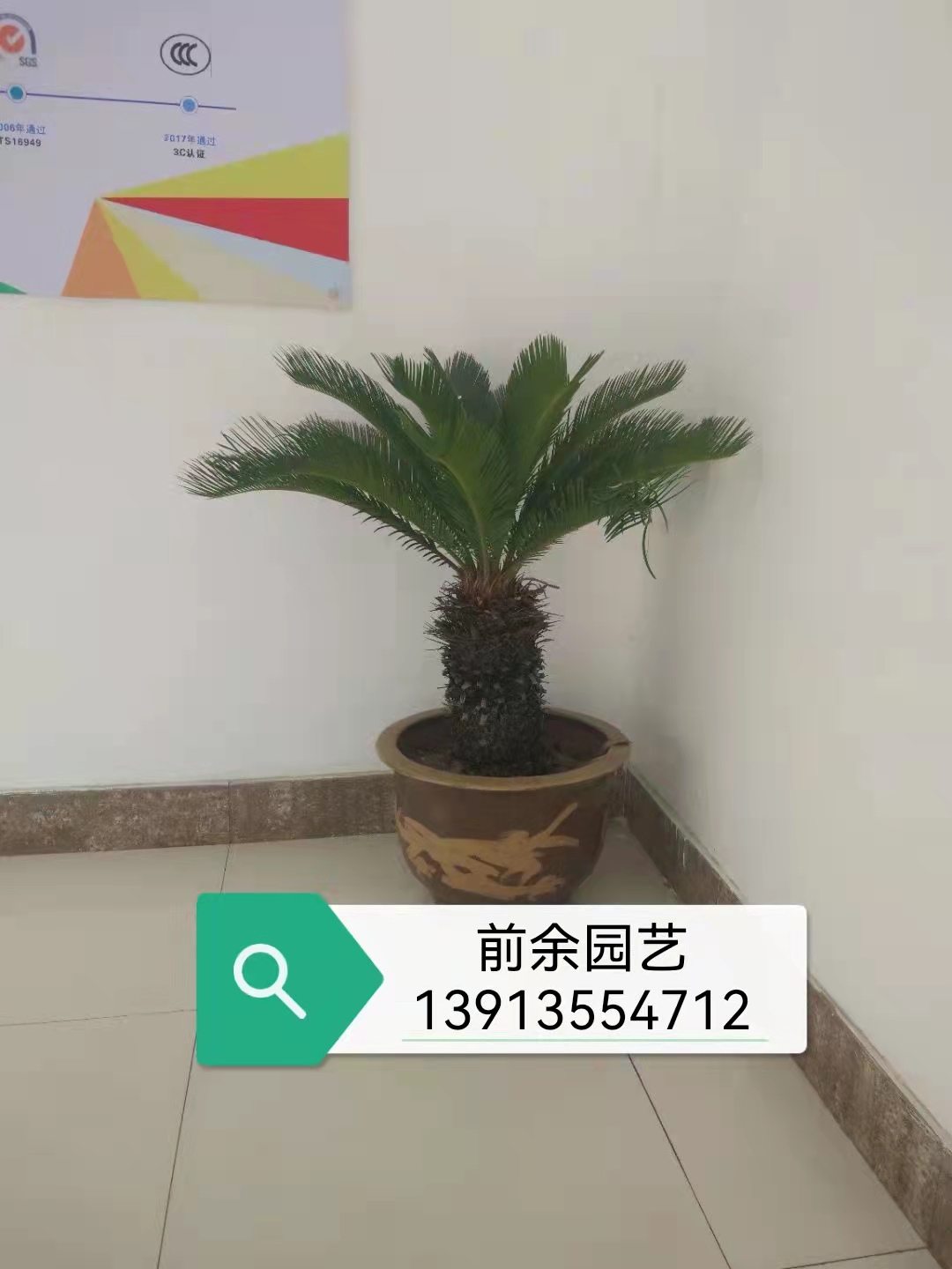 苏州吴中植物租赁
