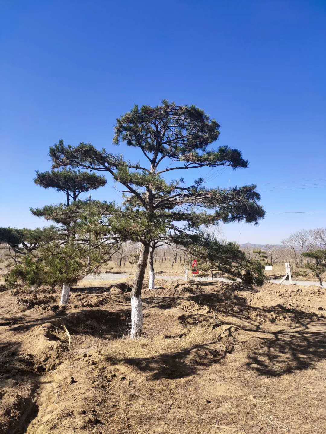 内蒙古包头盆景造型松种植基地-批发价格-优质产地【赤峰敖汉造型松基地】