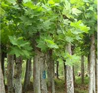 河南龙安区法桐苗木种植   盆景销售