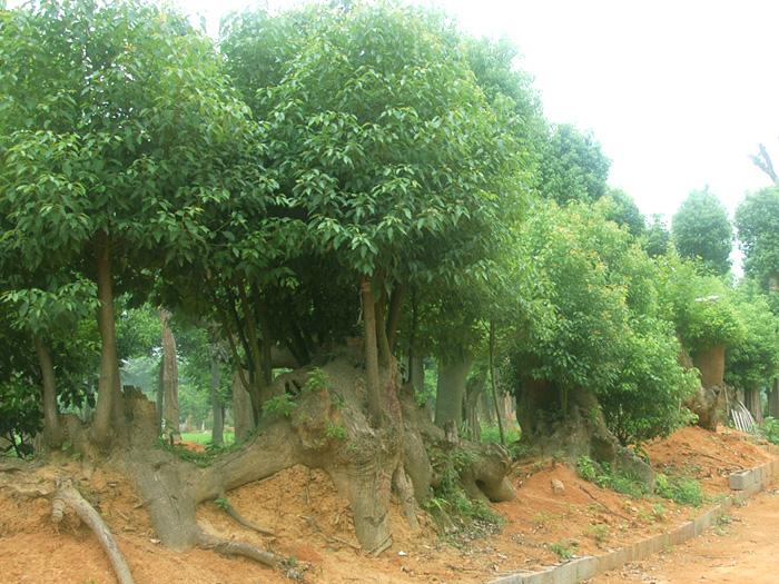 益阳市慧林园林供应香樟盆景