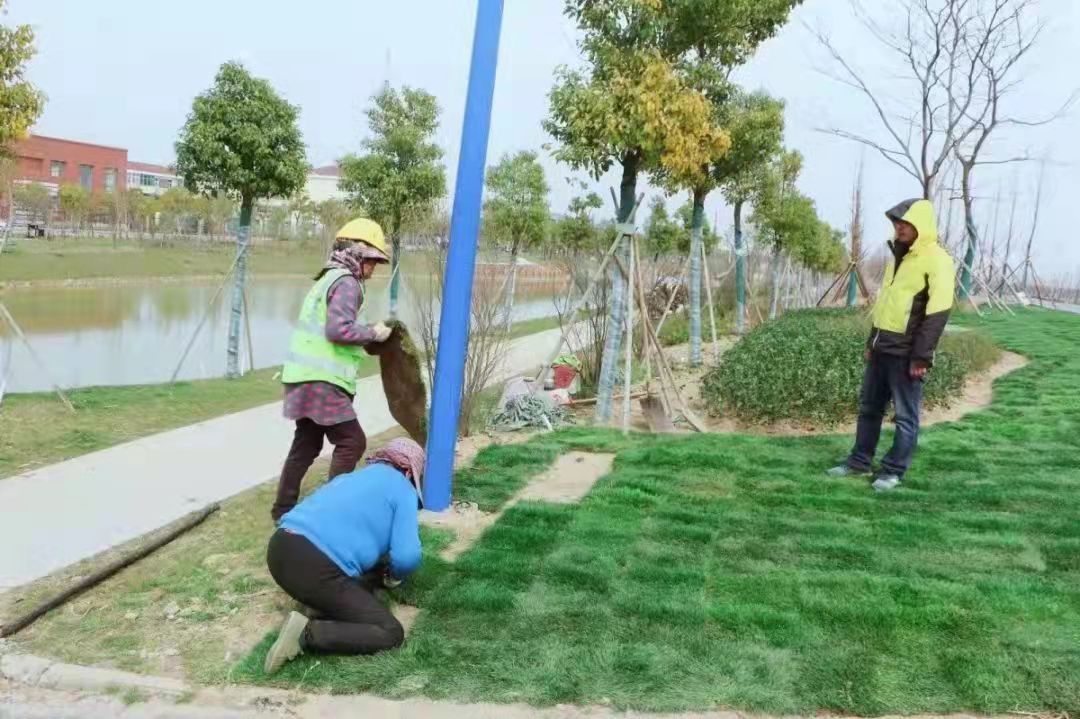 供应马尼拉草坪种植基地 基地供应 马尼拉草坪草皮 用于操场高尔夫球场高速公路绿化带