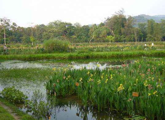 水生植物厂家基地  水生植物地址  水生植物哪家好 广东水生植物