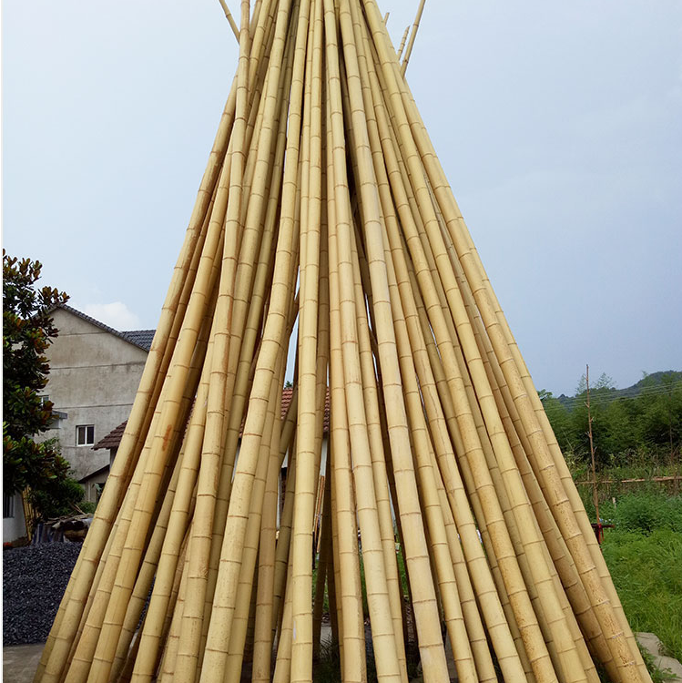 茶杆竹  毛竹 大口径竹杆 低价楠竹