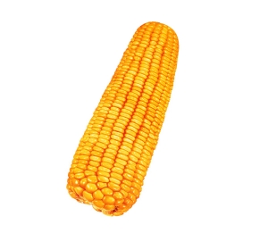 玉米2